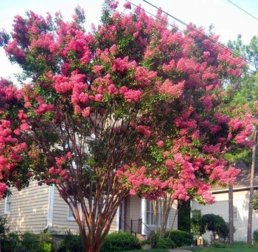 適合養在院子的5種樹，能開花能結果，種一次「管」多年，划算