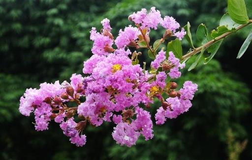 夏季養紫薇花，學會1剪3管，開花多又豔，花期長達100天