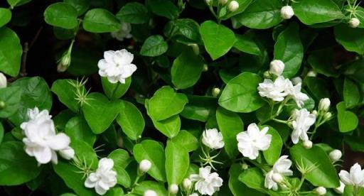 三伏天養茉莉，經常給「3水」，花開一茬又一茬，香氣還濃郁