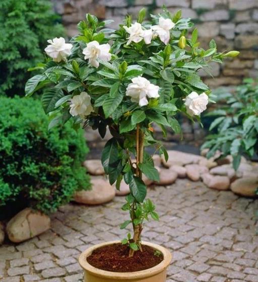 5種「漂亮花」，七月快修剪，晚了這個月，小心來年開花難