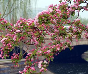 適合養在院子的5種樹，能開花能結果，種一次「管」多年，划算