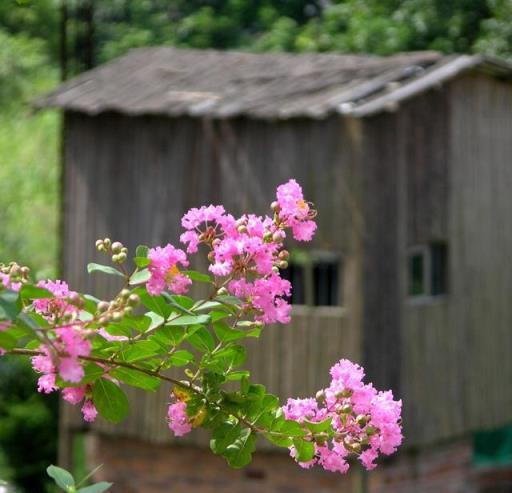 適合養在院子的5種樹，能開花能結果，種一次「管」多年，划算