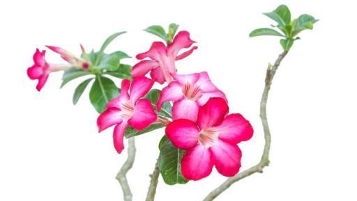 適合陽臺養的、不怕晒的、7月開花多的6種花卉，你喜歡哪種？