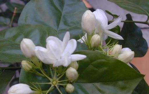 三伏天養茉莉花，學會2點修剪方法，可以讓茉莉花多開幾茬花