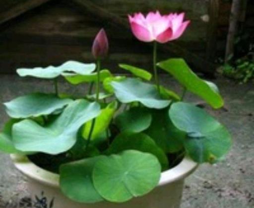 適合陽臺養的、不怕晒的、7月開花多的6種花卉，你喜歡哪種？