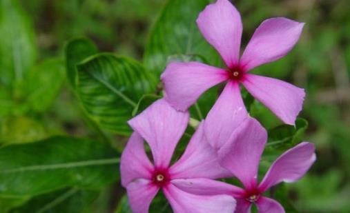 適合陽臺養的、不怕晒的、7月開花多的6種花卉，你喜歡哪種？
