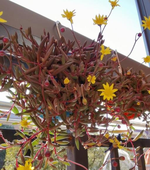 夏天養這「六種花」，薄肥勤施是關鍵，枝葉翠綠，顏色美