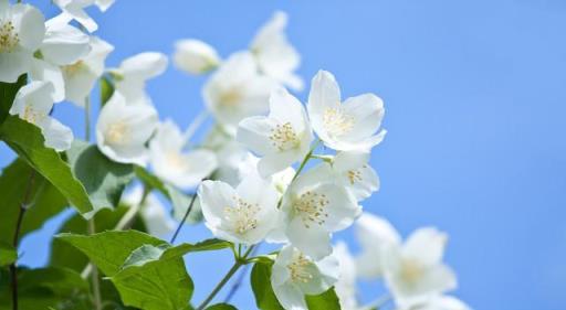 三伏天養茉莉花，學會2點修剪方法，可以讓茉莉花多開幾茬花