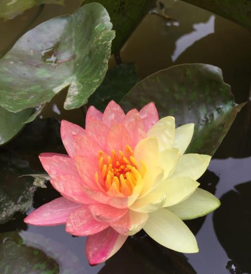 世界睡蓮冠軍—萬維莎，花色美麗，號稱「百變女王」，陽臺也能養