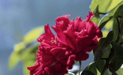 適合陽臺養的、不怕晒的、7月開花多的6種花卉，你喜歡哪種？