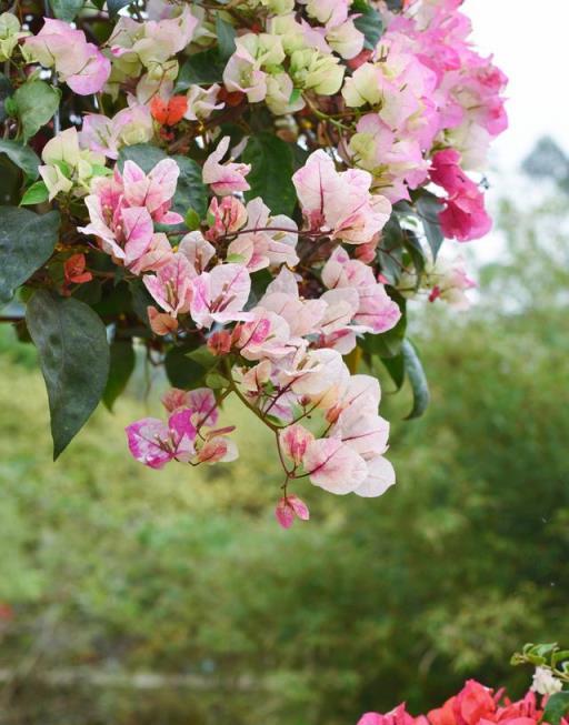 4種好看的花，越熱越要「大肥」養，肥多才能多開花