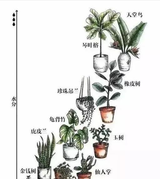 花卉綠植｜室內綠植養護，你必須知道這些