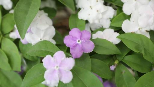 適合陽臺養的、不怕晒的、7月開花多的6種花卉，你喜歡哪種？