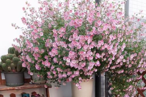 六種「嬌氣花」，夏天怕下雨，遇雨就黑腐，淋死太心疼了