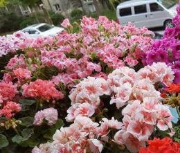 六種「嬌氣花」，夏天怕下雨，遇雨就黑腐，淋死太心疼了