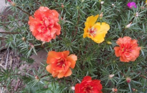 適合陽臺養的、不怕晒的、7月開花多的6種花卉，你喜歡哪種？