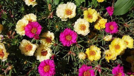 適合陽臺養的、不怕晒的、7月開花多的6種花卉，你喜歡哪種？