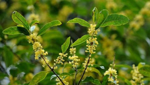 8月中旬養桂花要記牢，做好4個「要點」，想要「十里桂花」也不難