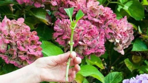 8月天氣涼爽，5種花現在扦插正當時，生根快成活率高，適合新手