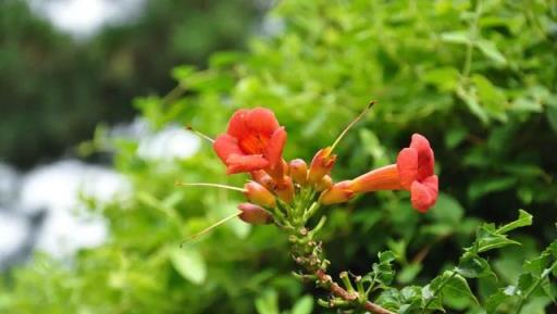 原來凌霄花是植物界的「性格多面手」