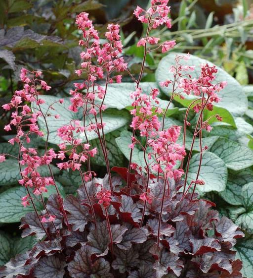 4種花「葉子美」，光看葉子就陶醉，耐陰漂亮的「藝術品」