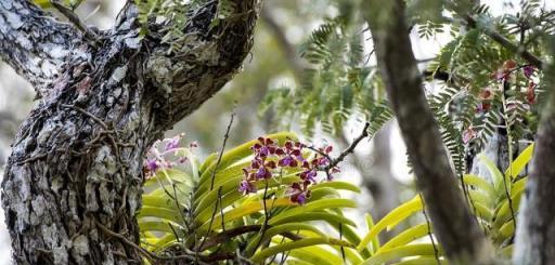 野外遇到5種「珍貴花草」，千萬注意不能採挖，以免「違法」坐牢