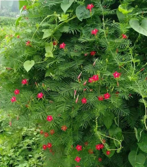 常見的8種爬藤植物，院子裡種上一株，綠得肆意，紅得熱烈，很美