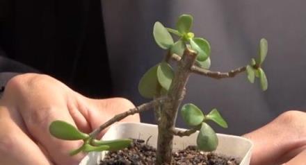 養花新手，就扦插這4種花，長根快成活快，越養越多顏值超高