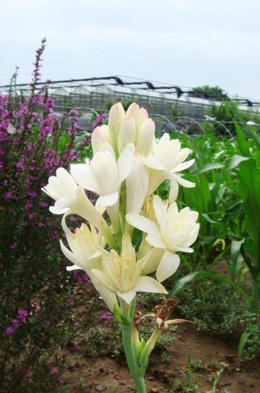 5種「香水花」，妖嬈又豔麗，家裡養一盆，比香水都好聞