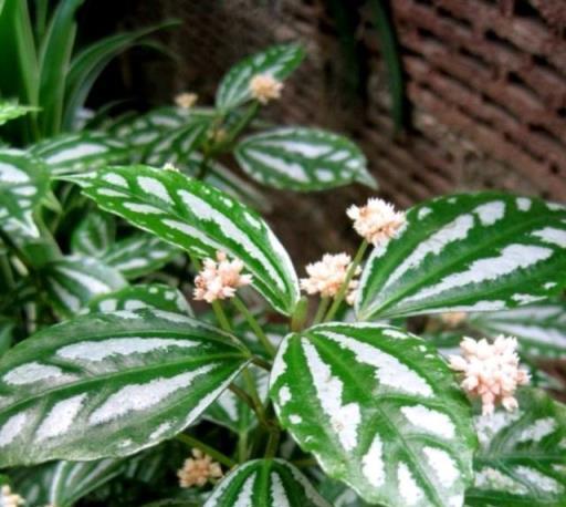 室內也能養花，4種陰生植物，葉子很美四季翠綠容易打理