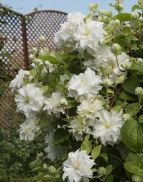 每個院子都該栽種的3種觀賞植物「漂亮花」，好打理，開花不斷