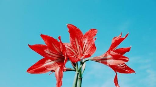 每個院子都該栽種的3種觀賞植物「漂亮花」，好打理，開花不斷