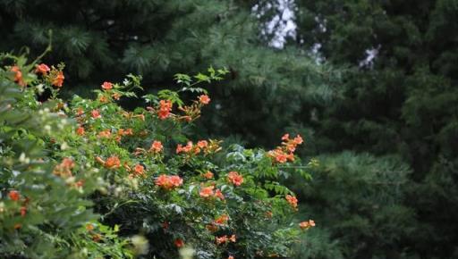 原來凌霄花是植物界的「性格多面手」