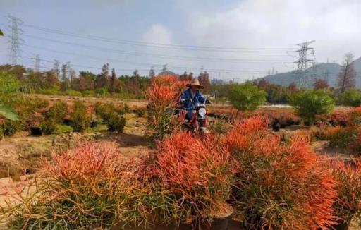 學會搭配這8種園藝植物，讓你的花園收穫一個有趣的靈魂