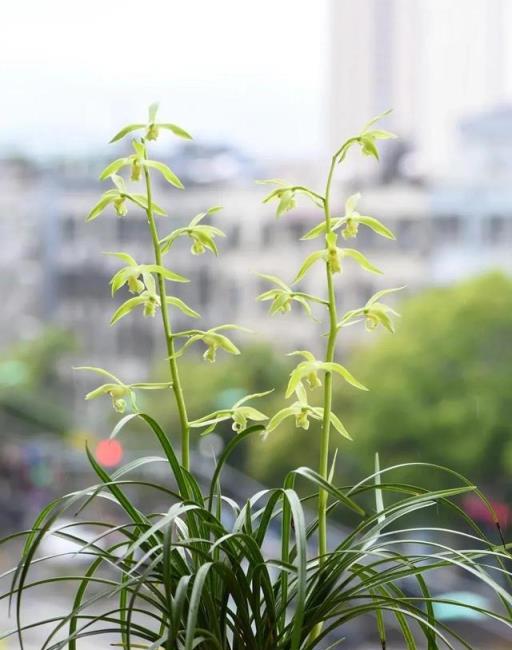 富貴大氣人家都愛養的「10種花」，君子蘭、虎皮蘭等普通花都上榜