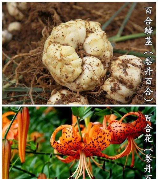 百合：夏季賞花，秋季入藥兼入膳