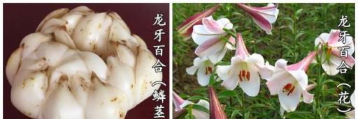 百合：夏季賞花，秋季入藥兼入膳