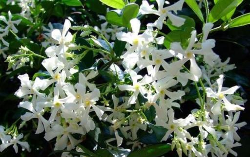 家裡有個小院子，請種上4種漂亮花，打造成私家花園，鄰居都羨慕