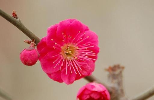 給花卉換盆也要挑時間，不同類植物時間有差異，看看這3種