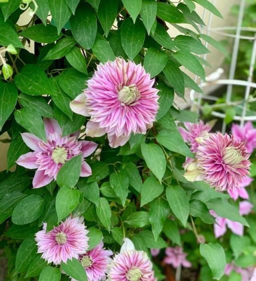 陽臺養花，養棵「約瑟芬」吧，花美如牡丹，豐花勤花，養護也簡單