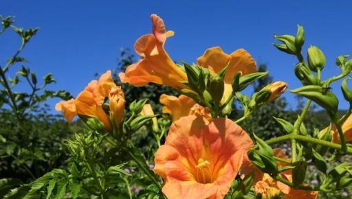 原來凌霄花是植物界的「性格多面手」