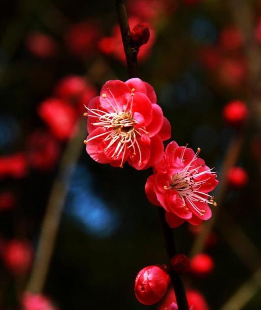 3種「吉利花」，越養越貴，能活上百年，給多少錢也不換