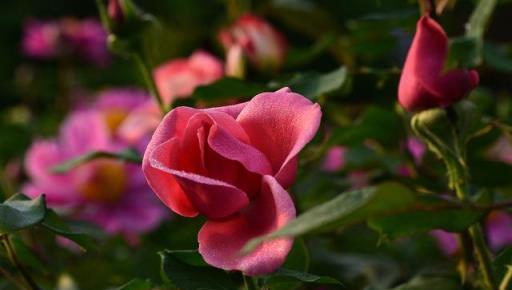 月季花開完花後，學會幾點修剪方法，又會開花多又豔