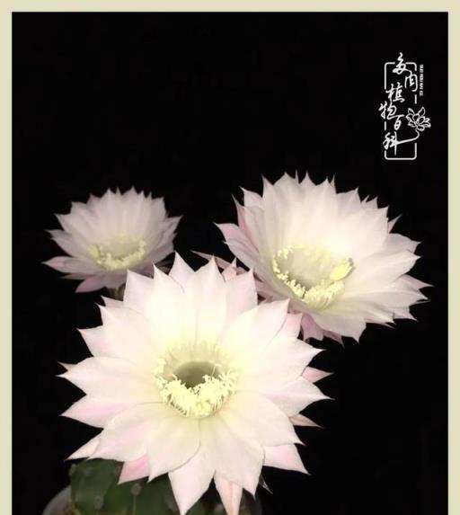 夏日炎炎花未遲，君子好「球」正當時！（附仙人球養護經驗）