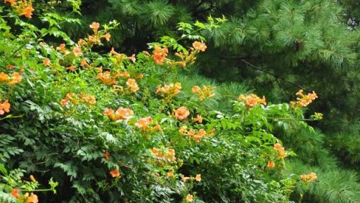 原來凌霄花是植物界的「性格多面手」