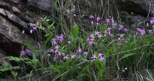 野外遇到5種「珍貴花草」，千萬注意不能採挖，以免「違法」坐牢