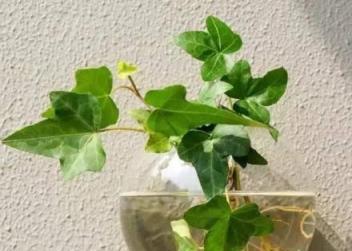 養水培植物，定期滴幾滴「這種水」，葉子不黃根系壯，長勢更快速