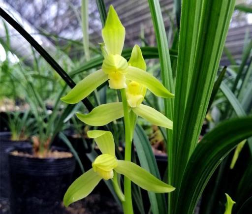 蘭花花期巧養護，六步管理，開花到位