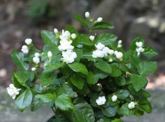 不會養茉莉花，教你3個「小訣竅」，花開得又多又香，枝繁葉茂