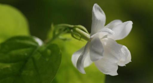 茉莉花適合在室內養嗎？需要看地方，不是所有室內都適合